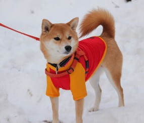 开云在线赛事平台-绿茵场上的唯一性，贝蒂斯单节拉开摩洛哥，久保建英在欧冠淘汰赛接管比赛