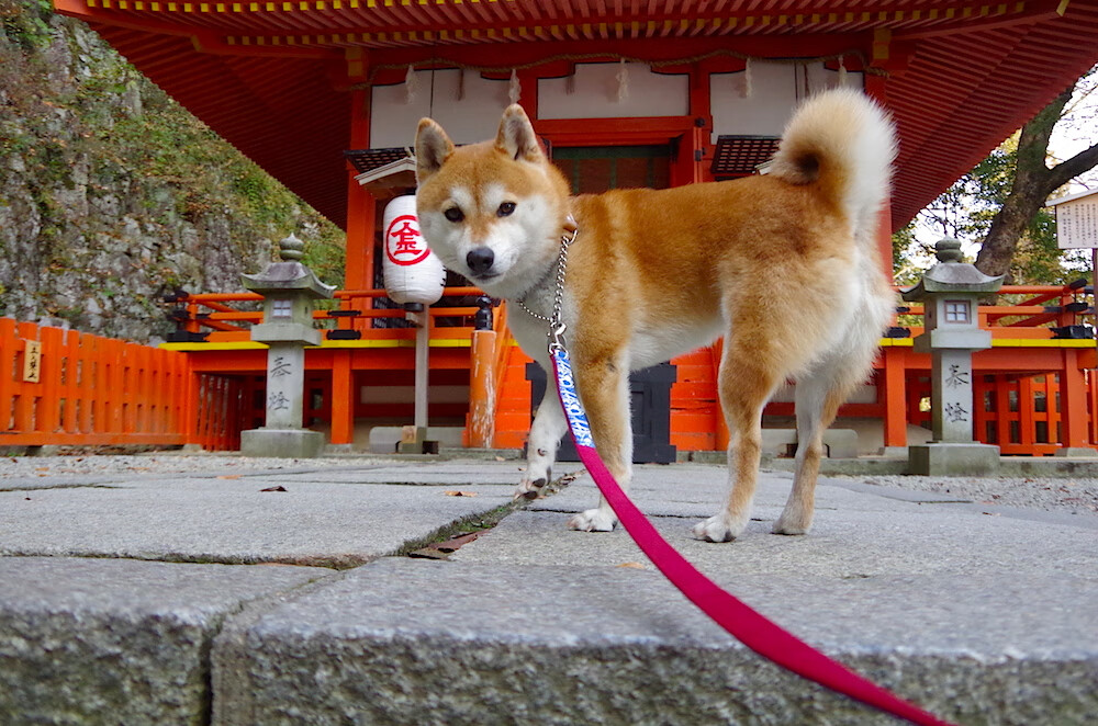 赛道上的独舞者,布鲁诺如何主宰F1年度争冠之夜